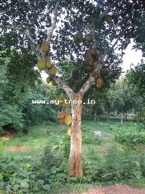 Jackfruit Tree