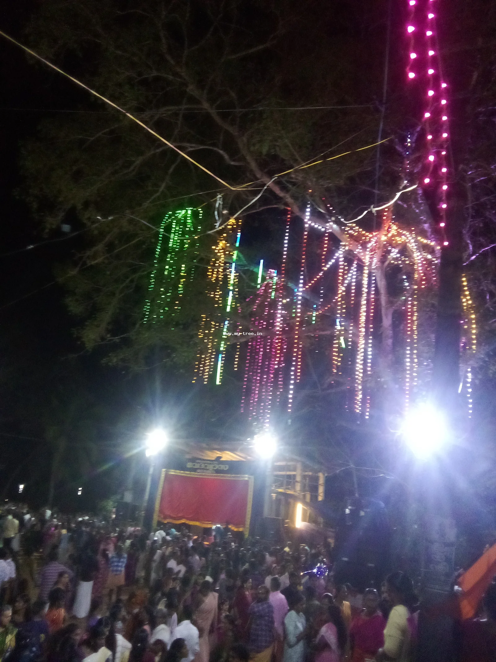 Neem Tree