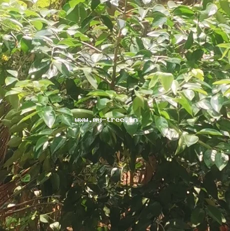 रेड बिटरबेरी