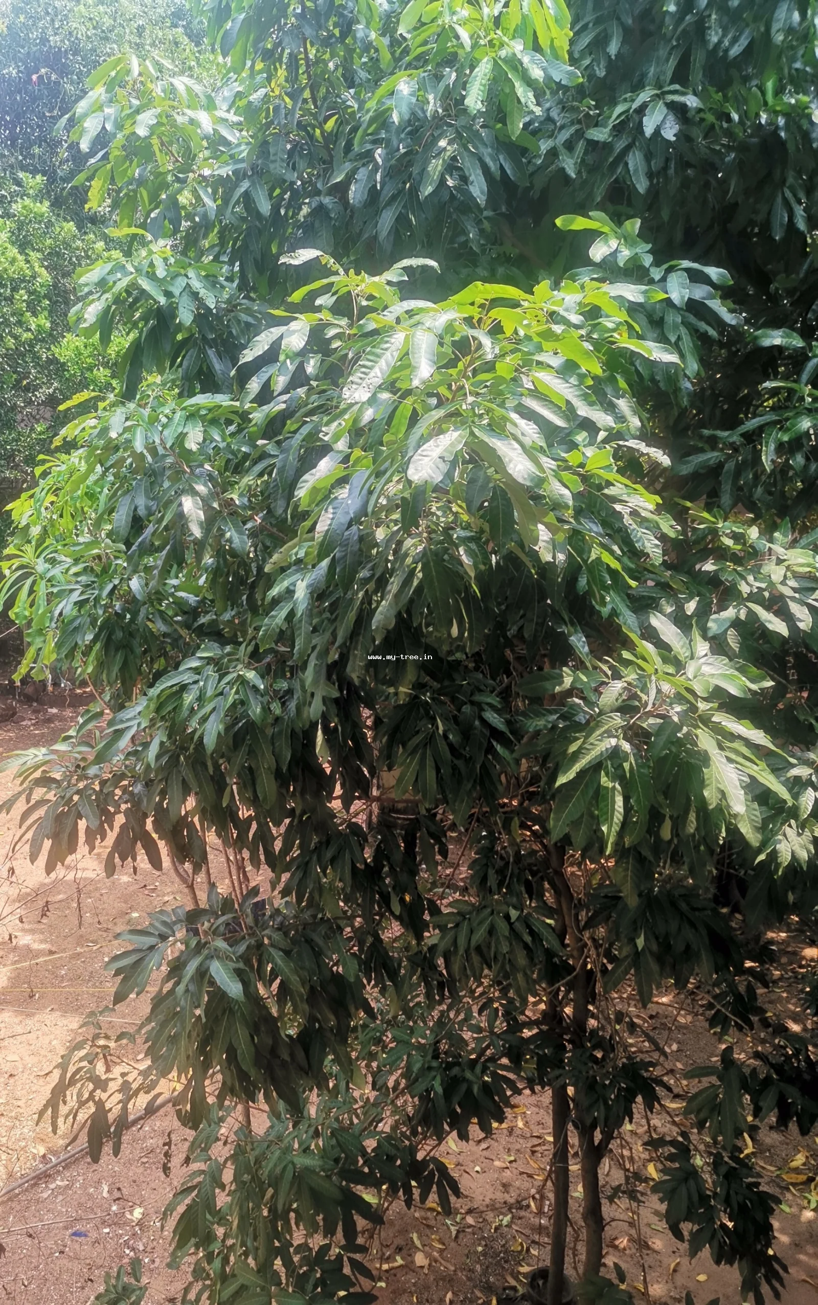 Longan