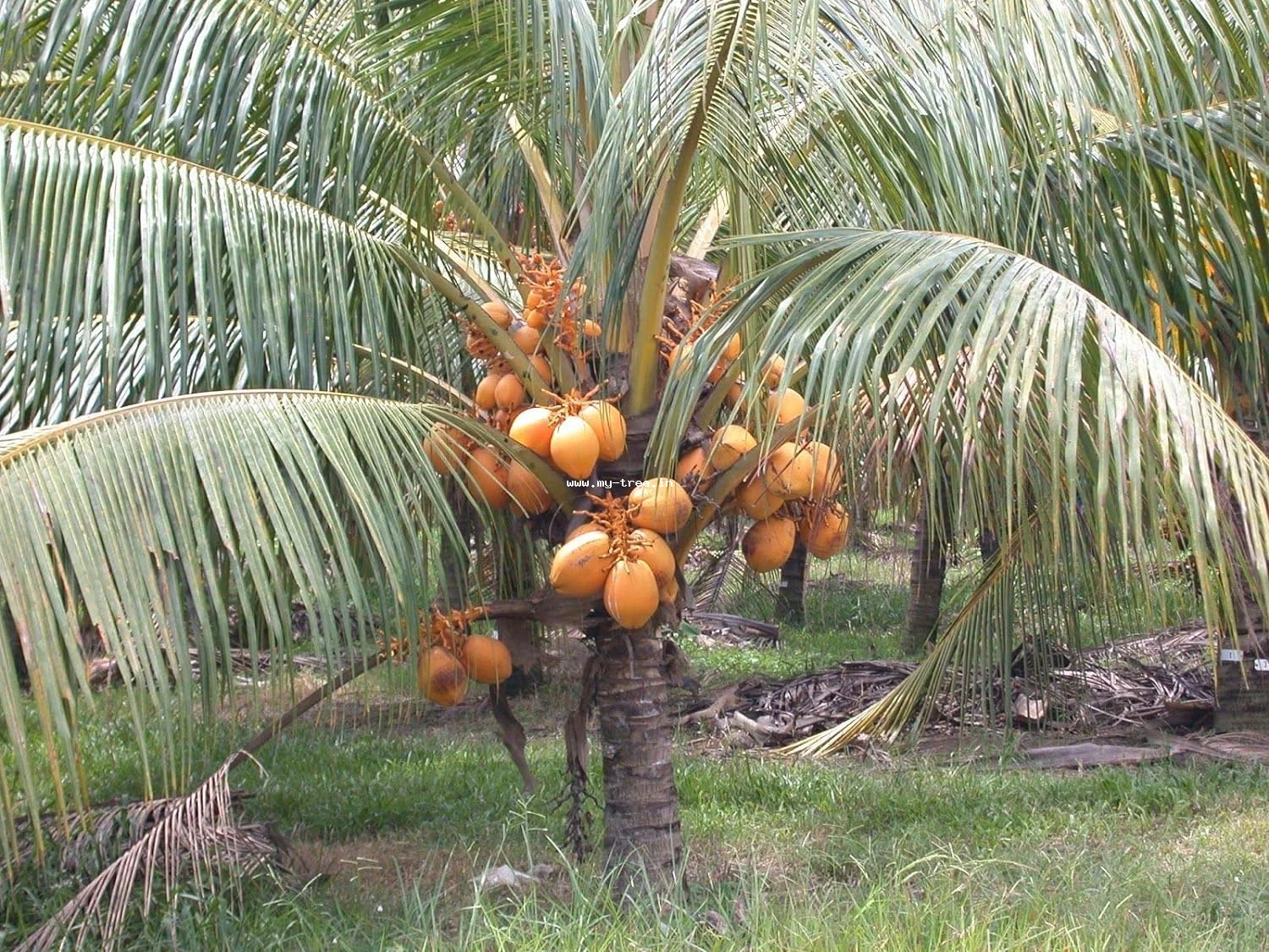 തേങ്ങ