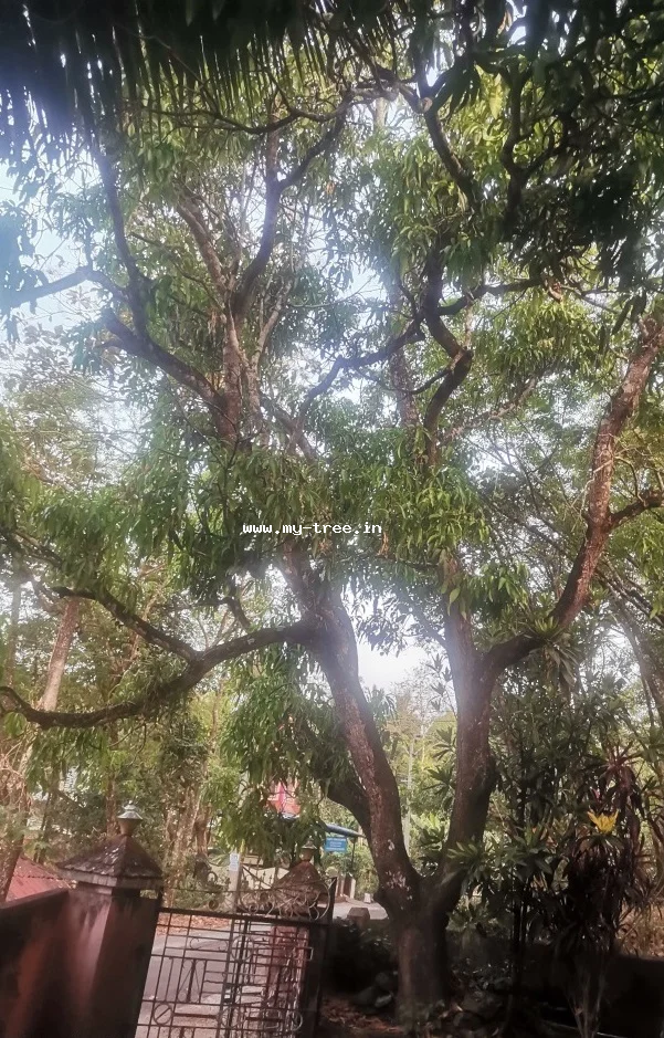 Mango Tree