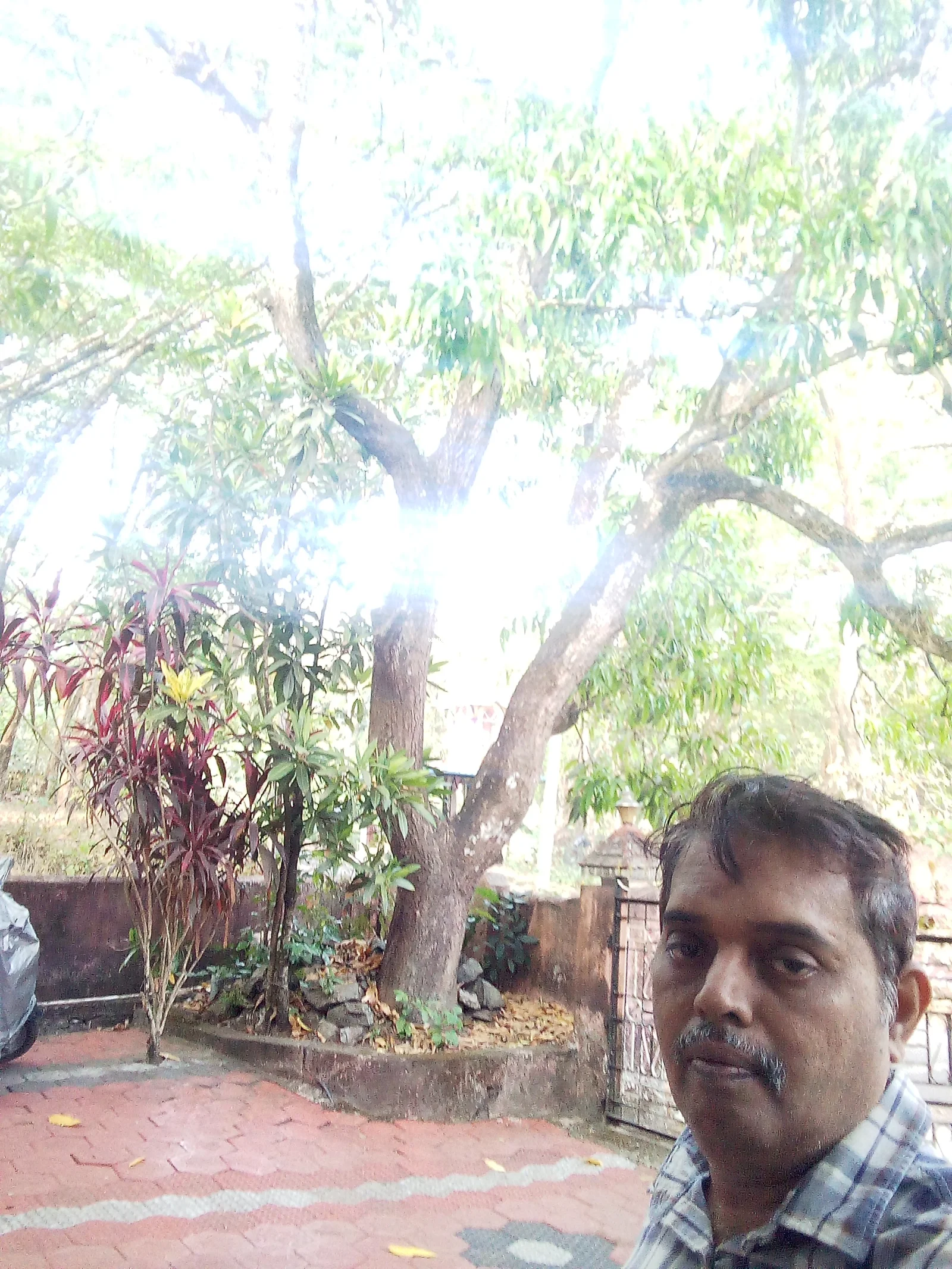 Mango tree