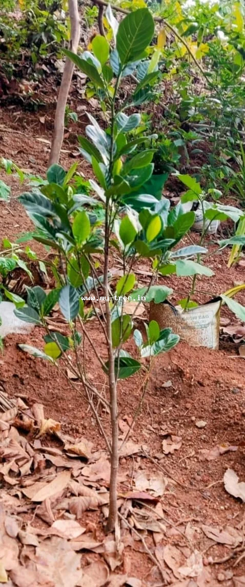 പ്ലാവ്