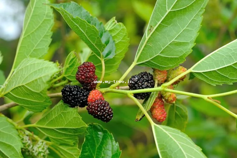 Mulberry