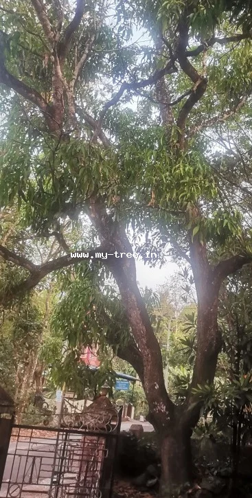 Mango Tree