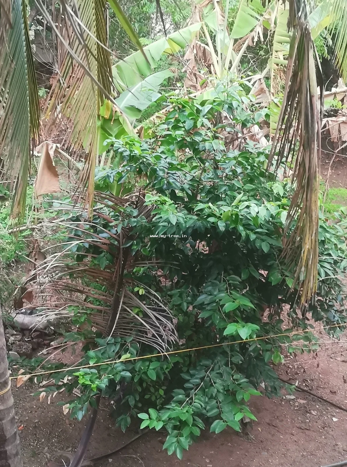 ഞാവൽ മരം