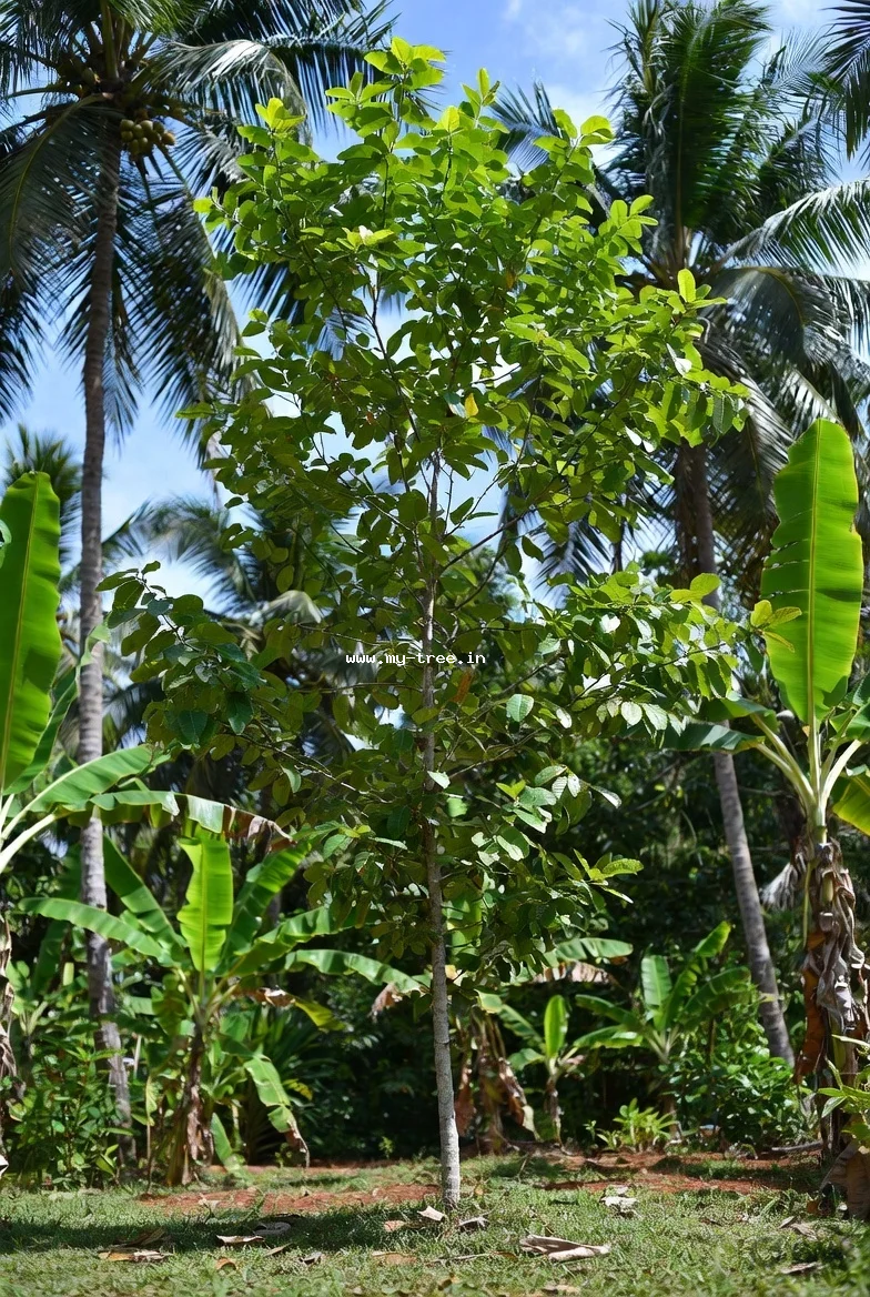 Jamun tree