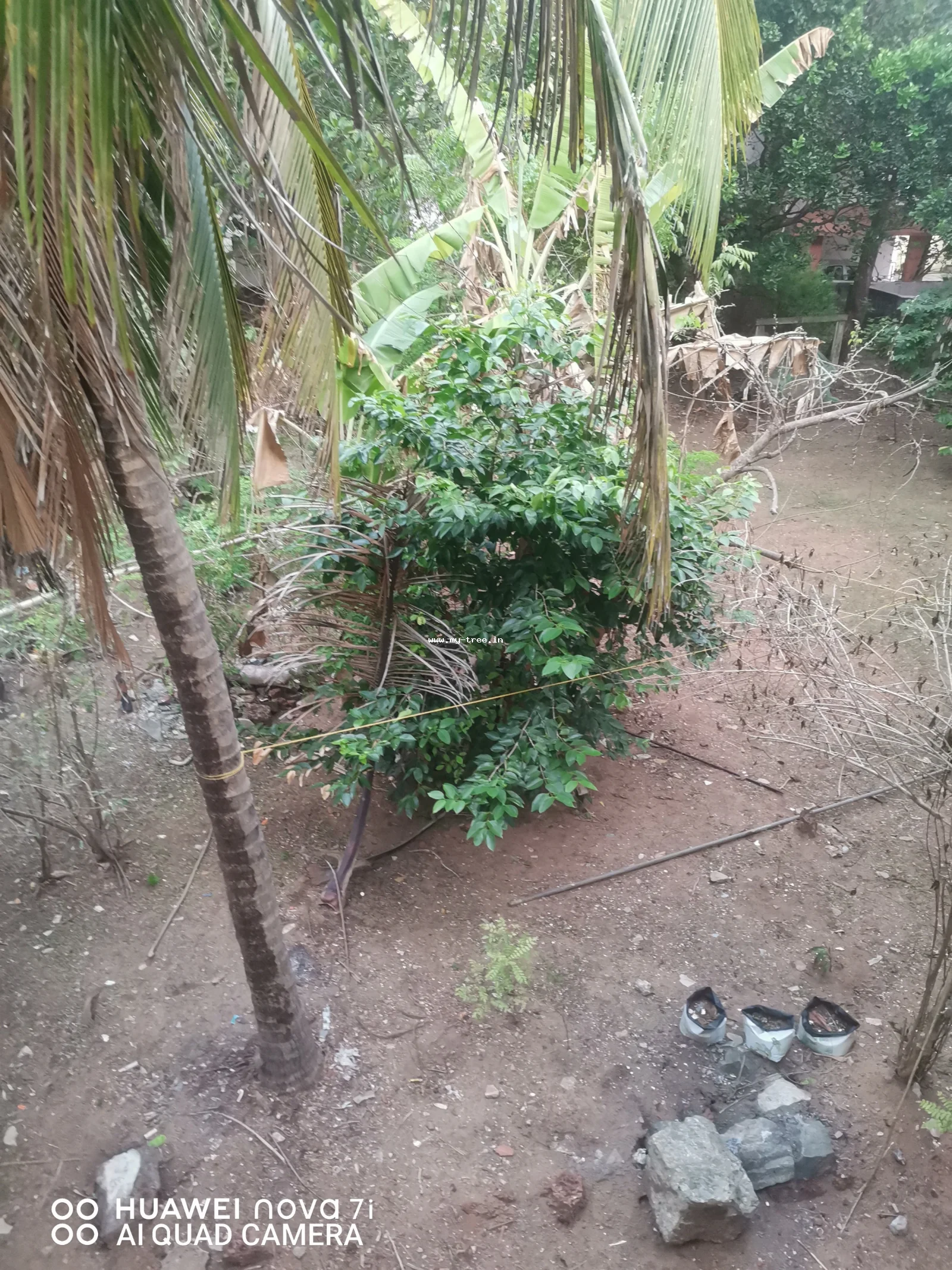 நாவல் மரம்