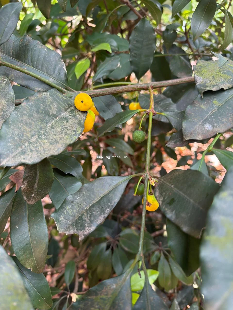 बकुपारी