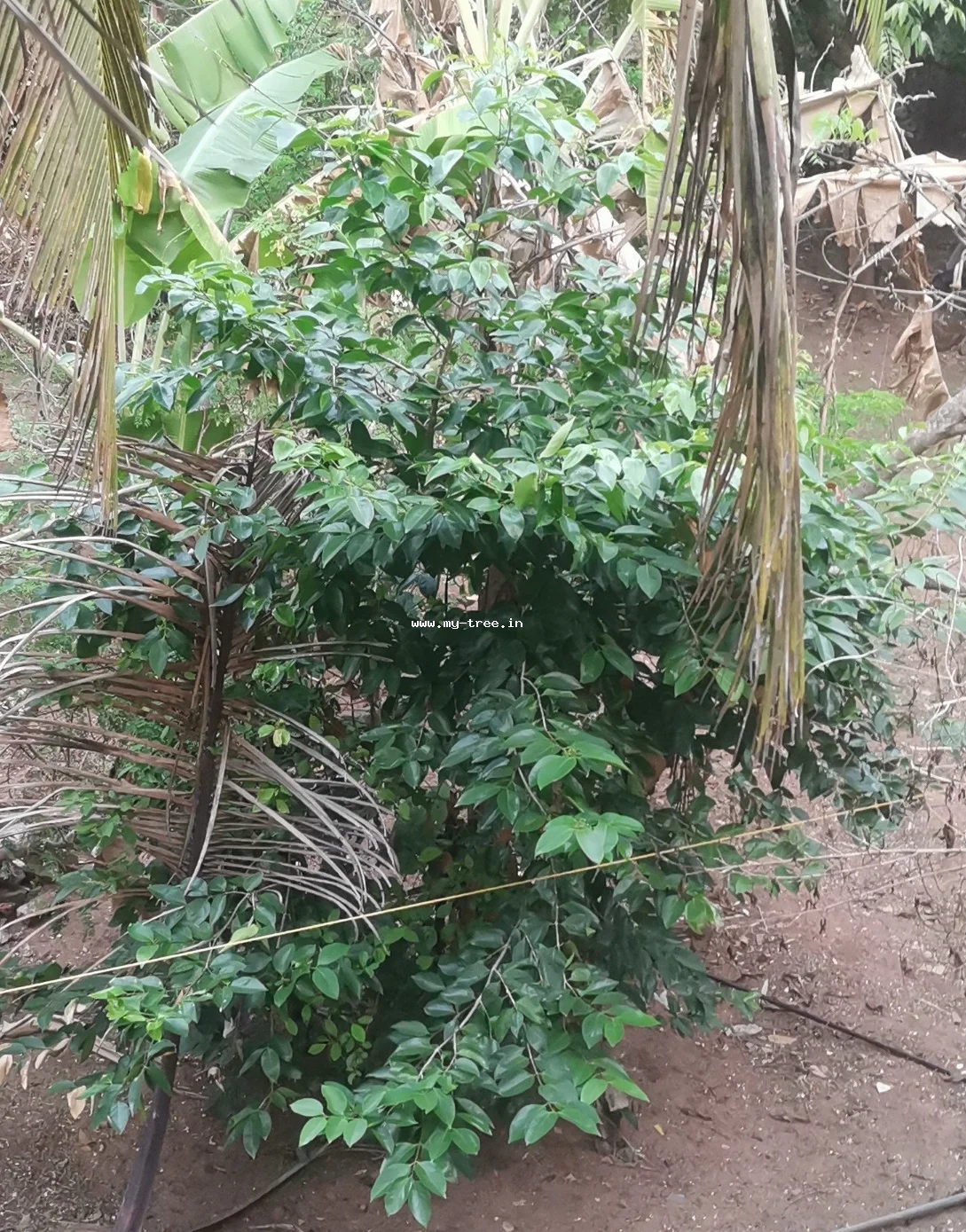Jaboticaba