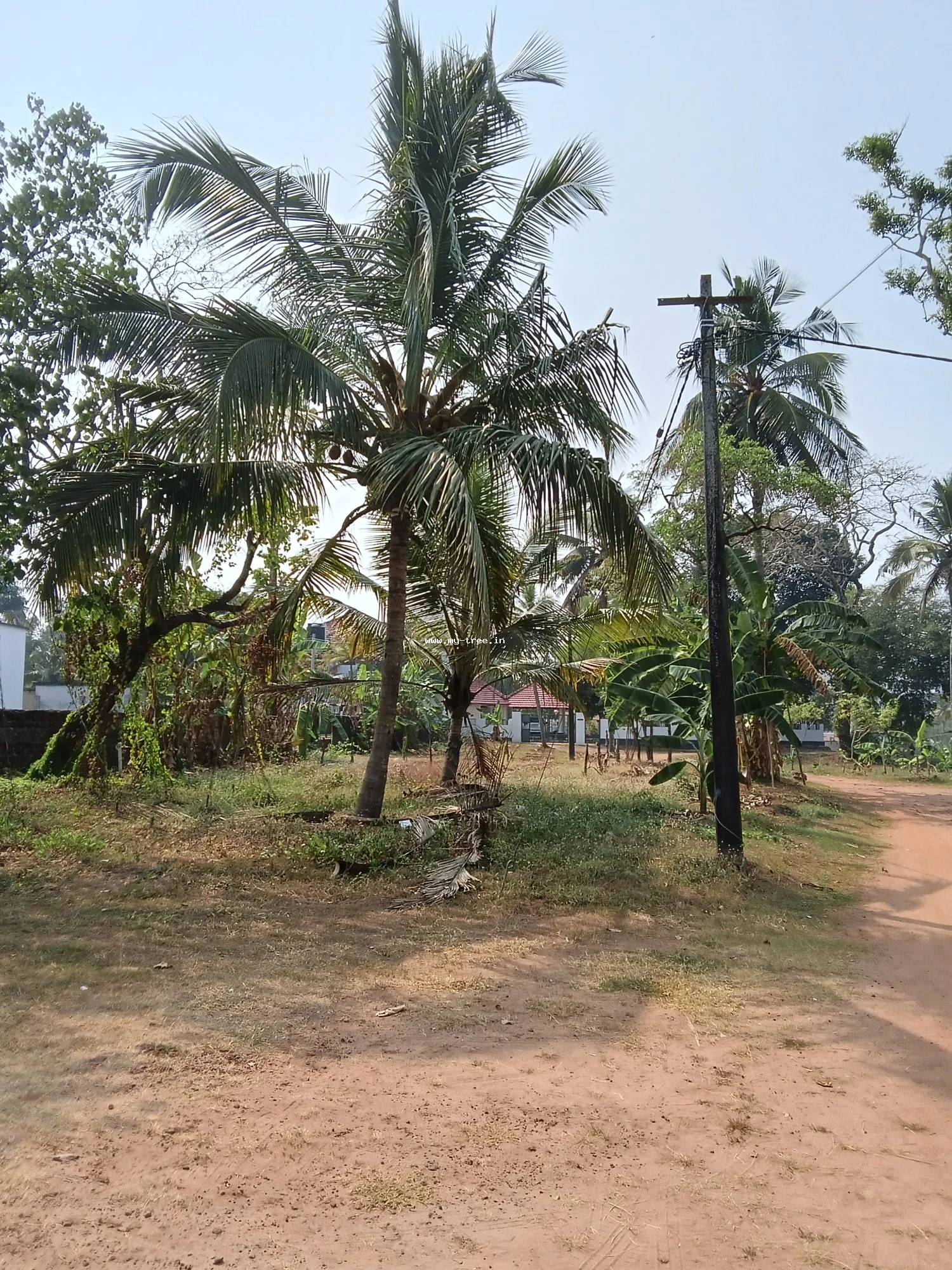 Coconut Tree