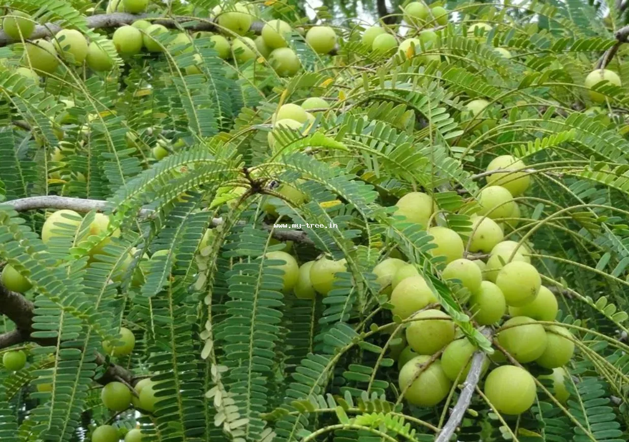 Gooseberry