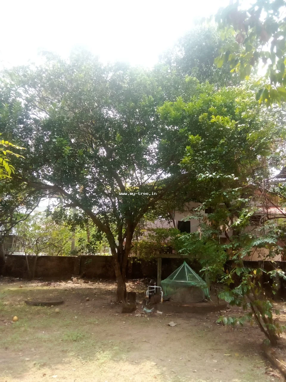 കമ്പിളി നാരകം പൊമെലോ