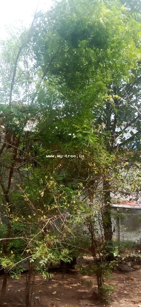 Neem Tree