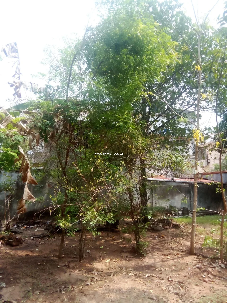 വേപ്പ്