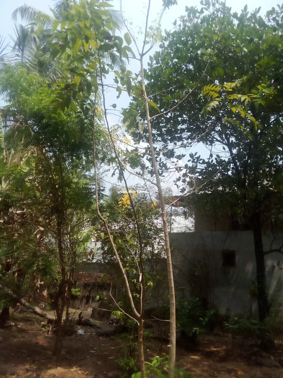 Golden_Shower Tree