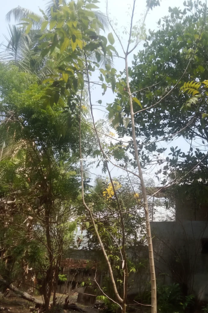 കണിക്കൊന്ന